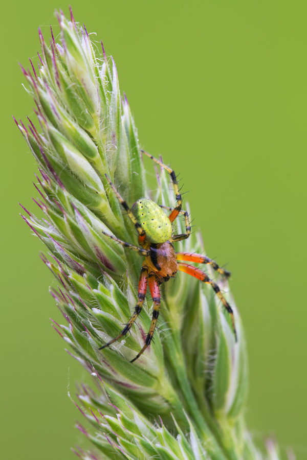 Spider - Araniella species 2